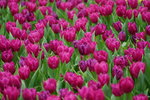 19032018_Sony A7II_Hong Konh Flower Show 2018_Tulip00010