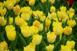 19032018_Sony A7II_Hong Konh Flower Show 2018_Tulip00011