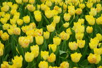 19032018_Sony A7II_Hong Konh Flower Show 2018_Tulip00012