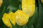 19032018_Sony A7II_Hong Konh Flower Show 2018_Tulip00013