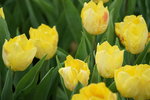 19032018_Sony A7II_Hong Konh Flower Show 2018_Tulip00014