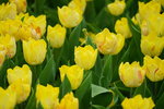 19032018_Sony A7II_Hong Konh Flower Show 2018_Tulip00015