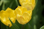 19032018_Sony A7II_Hong Konh Flower Show 2018_Tulip00016