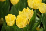 19032018_Sony A7II_Hong Konh Flower Show 2018_Tulip00017