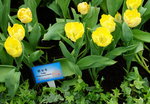 19032018_Sony A7II_Hong Konh Flower Show 2018_Tulip00018