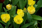 19032018_Sony A7II_Hong Konh Flower Show 2018_Tulip00019