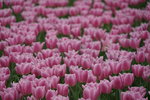 19032018_Sony A7II_Hong Konh Flower Show 2018_Tulip00020