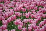 19032018_Sony A7II_Hong Konh Flower Show 2018_Tulip00021