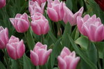 19032018_Sony A7II_Hong Konh Flower Show 2018_Tulip00022