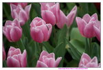 19032018_Sony A7II_Hong Konh Flower Show 2018_Tulip00023