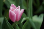 19032018_Sony A7II_Hong Konh Flower Show 2018_Tulip00024