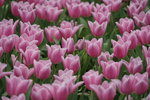 19032018_Sony A7II_Hong Konh Flower Show 2018_Tulip00025
