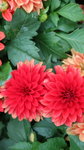 19032018_Canon EOS M3_Hong Kong Flower Show 2018_Flower of Different Species00002