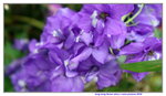 19032018_Canon EOS M3_Hong Kong Flower Show 2018_Flower of Different Species00020