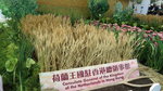 19032018_Canon EOS M3_Hong Kong Flower Show 2018_Flower of Different Species00031