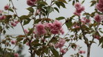 19032018_Canon EOS M3_Hong Kong Flower Show 2018_Flower of Different Species00033