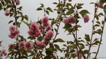 19032018_Canon EOS M3_Hong Kong Flower Show 2018_Flower of Different Species00034