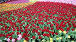 19032018_Canon EOS M3_Hong Kong Flower Show 2018_Flower of Different Species00036