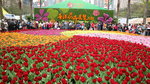 19032018_Canon EOS M3_Hong Kong Flower Show 2018_Flower of Different Species00037
