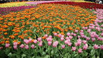 19032018_Canon EOS M3_Hong Kong Flower Show 2018_Flower of Different Species00038