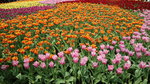 19032018_Canon EOS M3_Hong Kong Flower Show 2018_Flower of Different Species00039