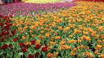 19032018_Canon EOS M3_Hong Kong Flower Show 2018_Flower of Different Species00040