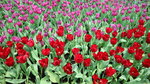 19032018_Canon EOS M3_Hong Kong Flower Show 2018_Flower of Different Species00041