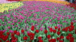 19032018_Canon EOS M3_Hong Kong Flower Show 2018_Flower of Different Species00042