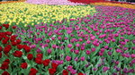 19032018_Canon EOS M3_Hong Kong Flower Show 2018_Flower of Different Species00043
