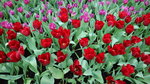19032018_Canon EOS M3_Hong Kong Flower Show 2018_Flower of Different Species00044