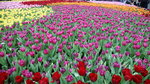 19032018_Canon EOS M3_Hong Kong Flower Show 2018_Flower of Different Species00045