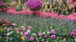 19032018_Canon EOS M3_Hong Kong Flower Show 2018_The Venue00062