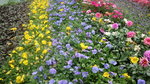 19032018_Canon EOS M3_Hong Kong Flower Show 2018_The Venue00064