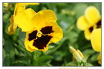19032018_Sony A7II_Hong Konh Flower Show 2018_Viola Tricolor00008