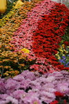 20032019_Sony A7 II_Hong Kong Flower Show_Flowers of Different Species00008