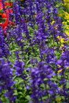 20032019_Sony A7 II_Hong Kong Flower Show_Flowers of Different Species00018
