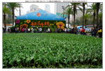 20032019_Sony A7 II_Hong Kong Flower Show_Venue_Victoria Park00033