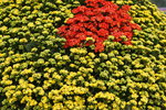 20032019_Sony A7 II_Hong Kong Flower Show_Venue_Victoria Park00071