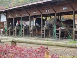 28102003_小岩手牧場00009
