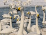 2004 Hokkaido
Swan Lake (2)