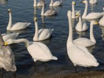 2004 Hokkaido
Swan Lake (3)