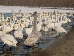 2004 Hokkaido
Swan Lake (4)