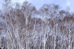 (20)2006 February_Hokkaido Yuki Matsuri_雪上電單車00007