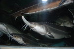 Hokkaido Day Two038_鯊魚養殖場