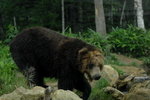 29072008_Hokkaido_Bear Mountain_Kuma00005