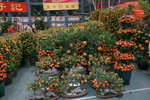 23012009_Chinese New Year Flower Fair_Victoria Park000016