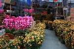 23012009_Chinese New Year Flower Fair_Victoria Park000018