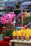 23012009_Chinese New Year Flower Fair_Victoria Park000019