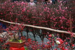 23012009_Chinese New Year Flower Fair_Victoria Park000025
