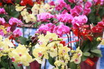 23012009_Chinese New Year Flower Fair_Victoria Park000027